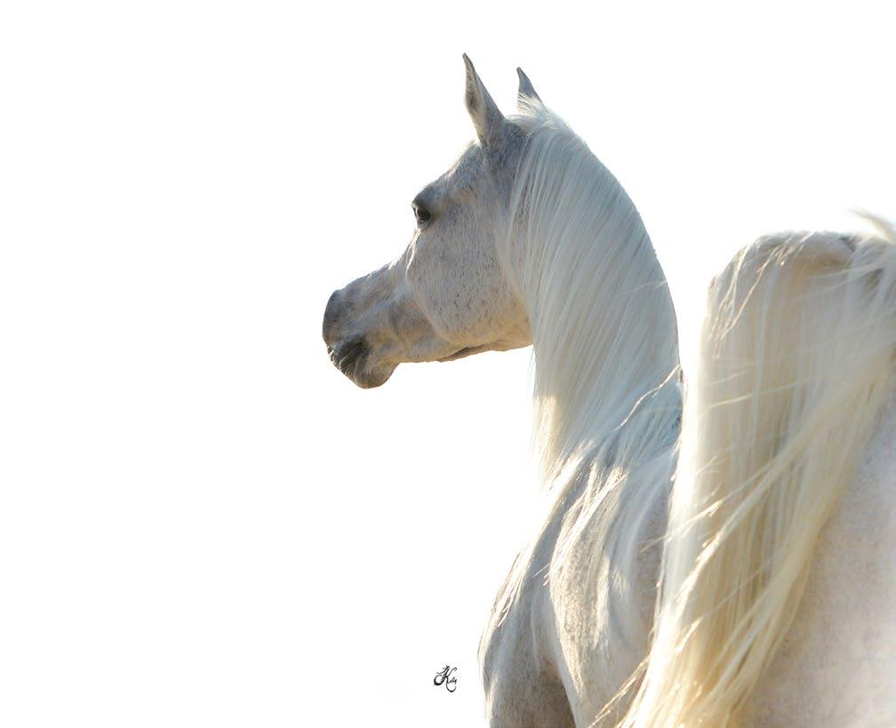 Lady Veronika Horse Arabian Stud in the process.