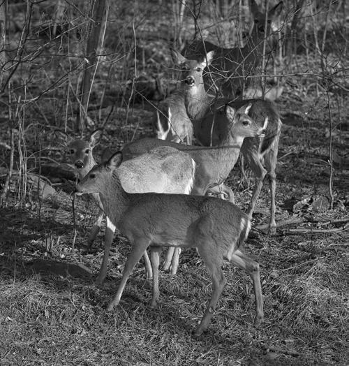 8 Investing in Wisconsin s Whitetails Objective 5: Implement actions that provide healthy deer population goals.