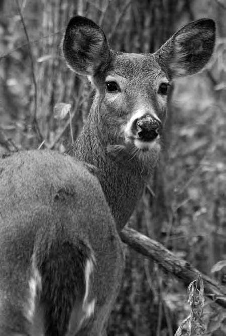 March Herd Status Meetings Department biologists will continue to meet with the public each March to review data and observations on deer population size and to discuss potential harvest