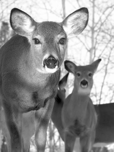 Partnership Opportunities Investing in Wisconsin s Whitetails 11 The department will invest significant funds and staff in the initiatives outlined in this document.