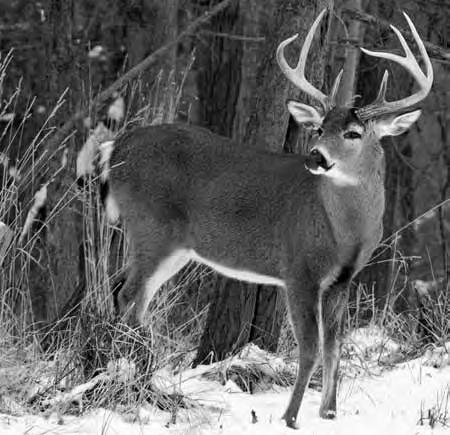 Investing in Wisconsin s Whitetails 3 In progress: Deer Management Unit (DMU) Consolidation The audit panel suggested that larger deer units would provide increased precision for unit deer population