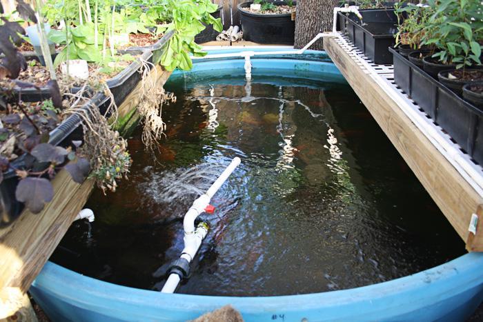 Aquaponics: Waste-water from fish farming is circulated through