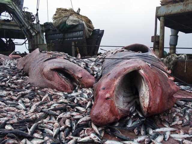 Trawling has the highest rates of bycatch, since any