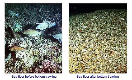 Bottom-trawling is damaging to any habitat at