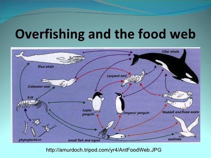 Types of Overfishing: Ecosystem Overfishing- When a fish population decreases, causing smaller fish population to skyrocket.