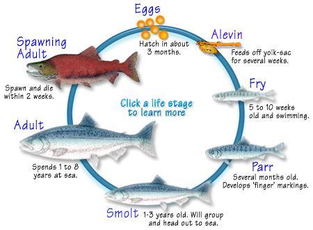 Diadromous fishes Anadromous - Pacific salmon, lamprey, shad fresh water behavioral change (drinking) changes in kidney