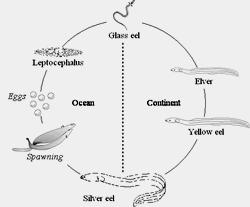Diadromous fishes Catadromous - eels