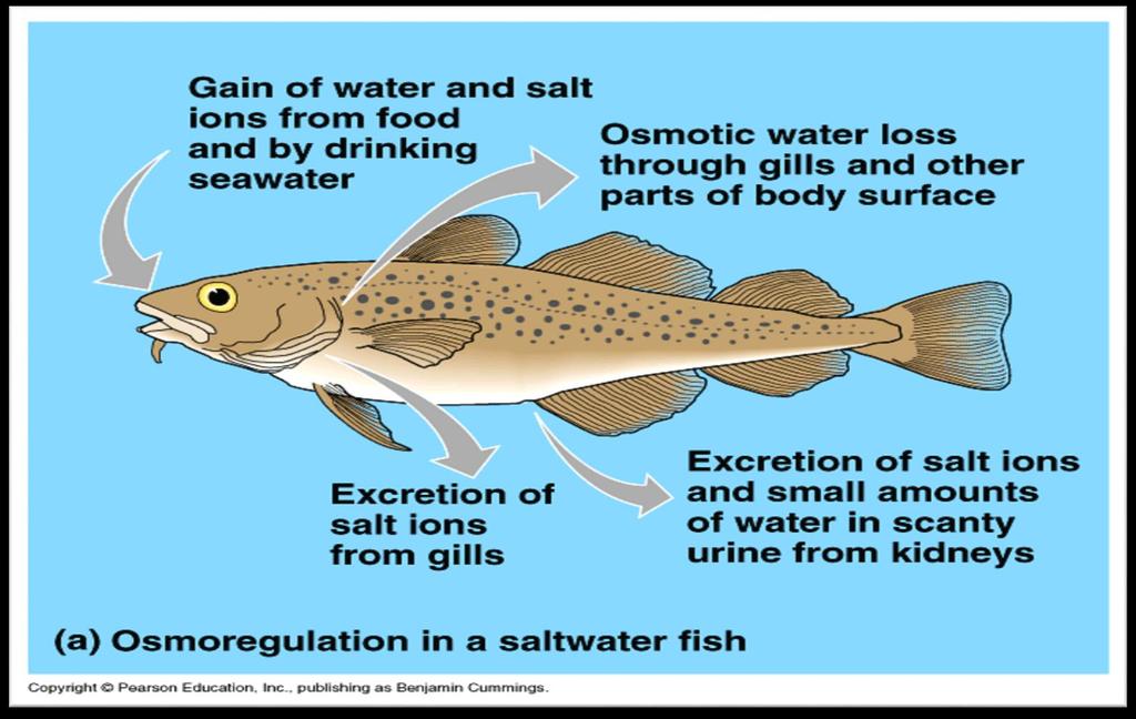 Osmoregulation in Saltwater Fish Marine fish face