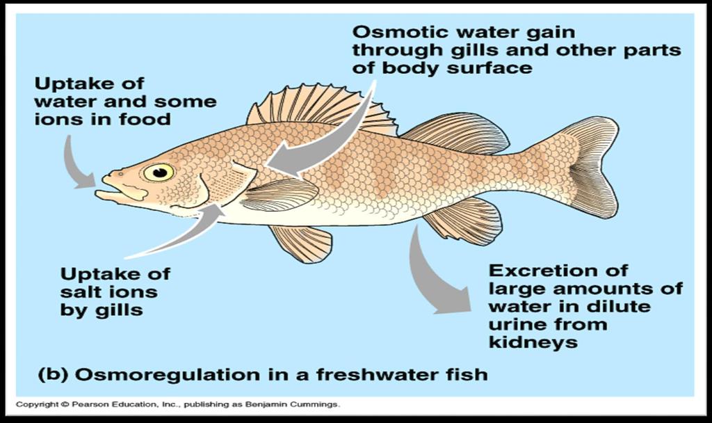 Osmoregulation in Freshwater Fish Freshwater fish