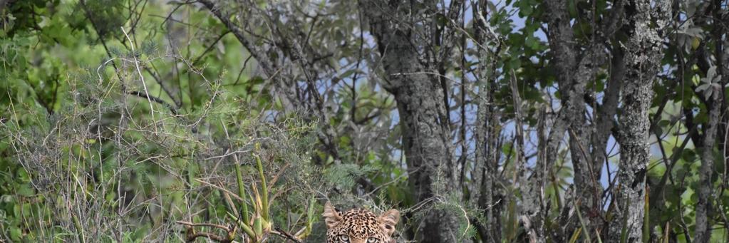 Kenya Safari with Artist host Guy Combes April 2018: Leopard photographed by Timothy Jackson while with Guy Combes on Soysambu Conservancy, this delightful sighting resulted in Guys featured painting
