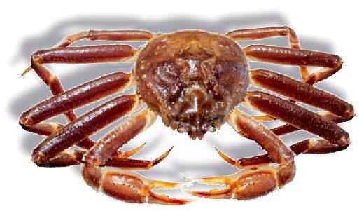 Context: Snow crab, Chionoecetes opilio, has been commercially exploited in the southern Gulf of St. Lawrence since the mid-1960s.