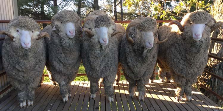 2 UPCOMING SALES Rams L to R: Shearing tags A22755, A22759, A22752, A22758 and A22756 HAMILTON SHEEPVENTION RAM SALE TUESDAY 8th AUGUST 2017 Charlie and Pip will be taking five sale rams to Hamilton