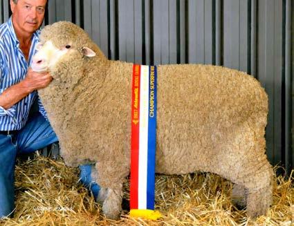 His fleece figures give confidence to merino breeders of his suitability for the superfine wool flocks and with the frame size and body weight he has the ability to lift profits. Micron 16.2; SD 2.