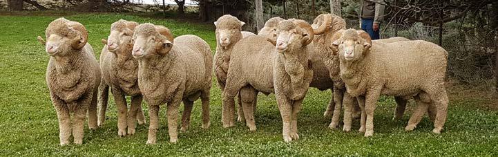 4 27th ANNUAL ON-PROPERTY RAM SALE MERRIGNEE S 27th ANNUAL ON-PROPERTY UNHOUSED RAM SALE FRIDAY 6th OCTOBER 2017, at 1pm 90 AUG SEPT 2016 DROP RAMS ON OFFER Ninety, one year old individually penned