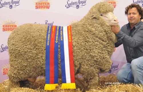 7 NEW POLL SIRE CLAYPANS POLL MERINO SIRE 232 Claypans Poll 232 was shorn at Sydney Show 2017, with his fleece testing 17.4 microns, GFW of 12.