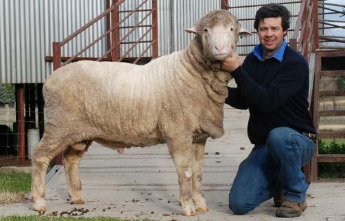 Merrignee Stud has used semen from this sire and we are looking forward to seeing and assessing his 2017 drop progeny. Semen is available from Claypans Poll Merino Sire 232.