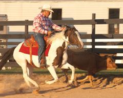 Paint Alternative Competition Program PAC categories Following are the 45 approved PAC categories: Barrel Racing Clover leaf only Color Class Halter based on color only Halter English/Western Halter,