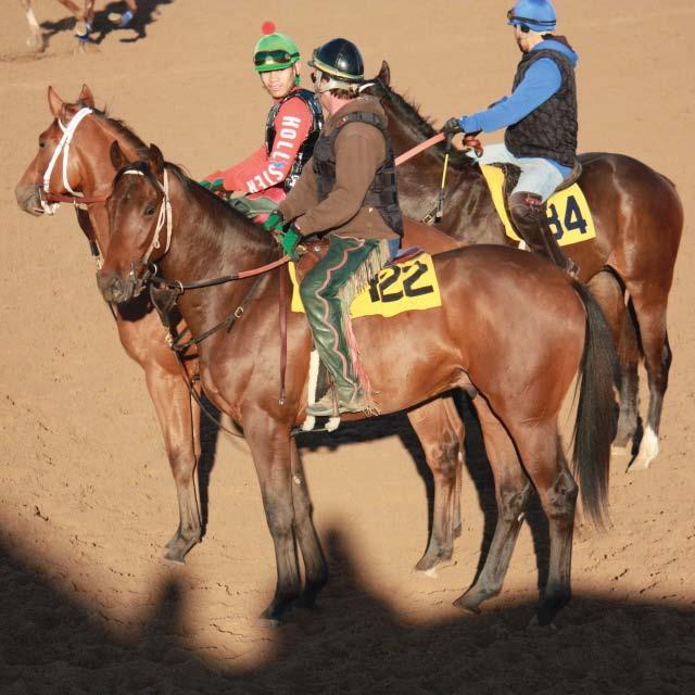 This filly is smart, has a keen, very aware eye, understands her scope of work, and maintains a great demeanor around the stables. She is the professional individual you want to own as a racehorse.