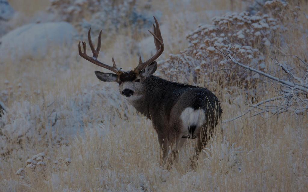 Statewide Deer Harvest Bucks Per 100 Does DEER STATUS: HERD TREND 15,000 14,000 13,000 12,000 11,000 10,000 9,000 8,000