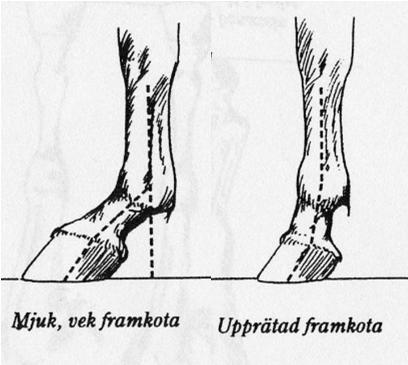 Joints, pasterns & hoofs 8 7 6 % 4 3 2 1 Delicate joints Heavy joints Long cannon bones Weak
