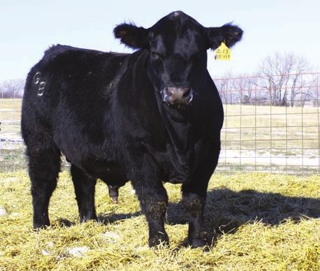 85 Owned by: Brooks Simmental - Z470 is an impressive bull to look at and his data is even more impressive. He is above breed average in almost every EPD. Very, very few bulls can do that.