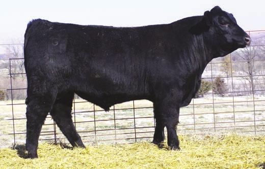 4 Owned by: Dikeman Simmental - An excellent SimAngus bull with lots of body capacity, good feet and legs, and masculinity. He is out of a 1st calf heifer.