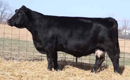 Notice his excellent WW and YW EPDs (top 10 and 5%)! His Marbling and Ribeye EPD ranks in the top 5% and 1%, and his TI ranks in the top 5%. His daughters should calve easily.