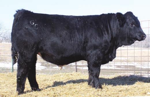 He is structurally correct, moderate framed, lots of muscle, with plenty of eye appeal. He was my high gaining bull with an index of 110. His full brother is Lot 9. 2 Yearling Bulls 86 730 1328 4.