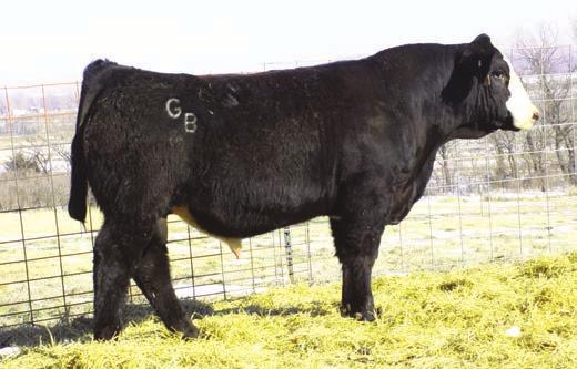 Yearling Bulls Lot 5 Lot 6 Lot 7 Lot 8 is Owned by: Dikeman Simmentals 1Z is a long, smooth shouldered bull that is very good on his feet and legs.