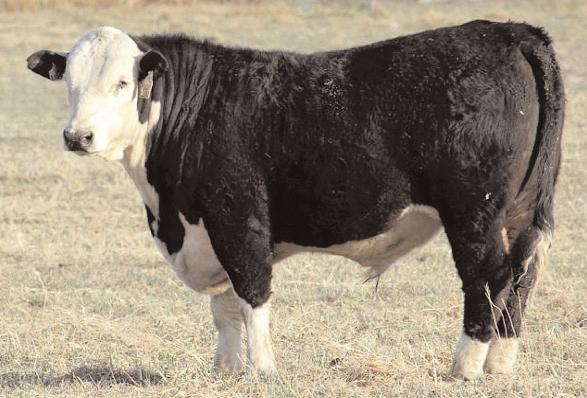 JO Bull Advantage JN Y413 Birth Date: 02/17/2011 Reg. # HB002513 Percentage: 67 +3.4 (.24) +50 (.26) +92 (.12) +19 (.05) +45 87 lbs. 666 lbs. 1,021 lbs.