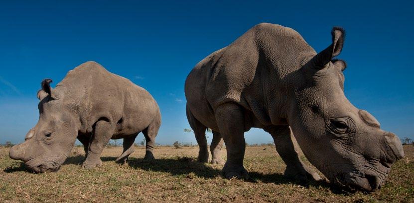Guests are able to engage in various recreational activities such as day and night game drives, guided bush walks, bush breakfasts, visits to the Northern White Rhinos in the Endangered Species