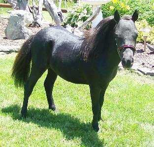 If she doesn t sell she will have a home here with us even if we don t breed anymore, because this sweet filly has a