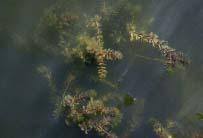 Eurasian watermilfoil (top) can crowd out native aquatic vegetation and interfere with water recreation.