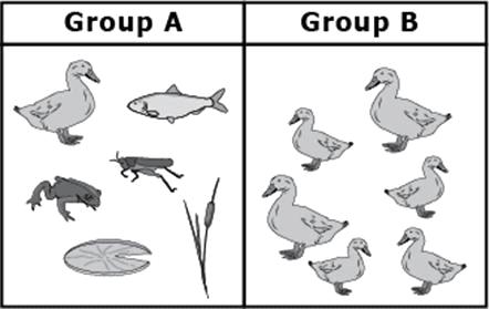 10 The organisms in Group A represent A producers B a community C mimicry D a population 11 The population in a habitat refers to A all the animals