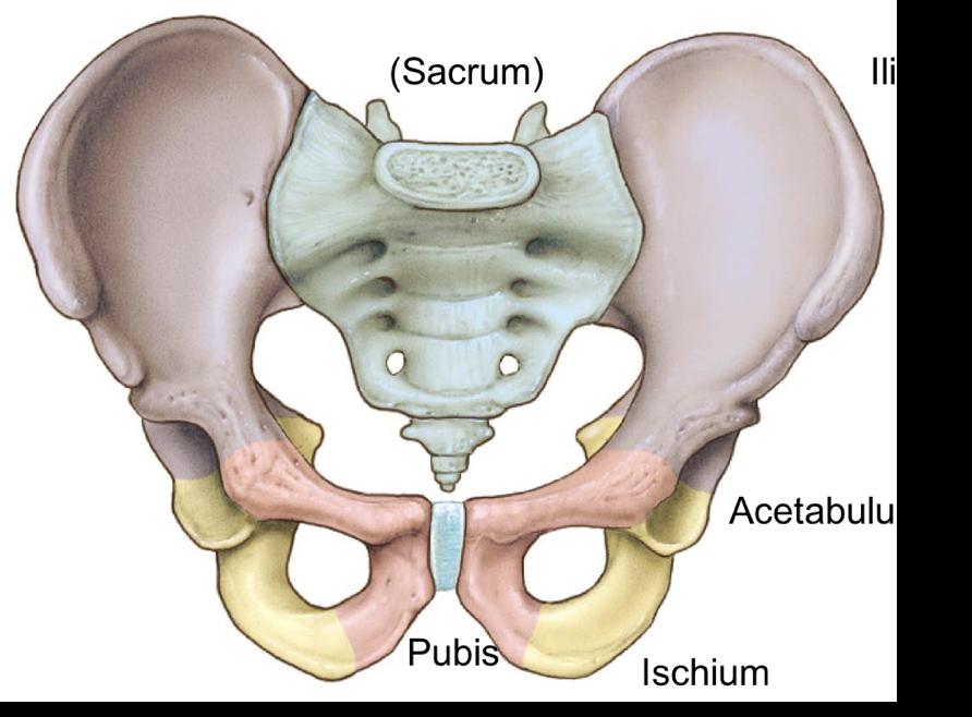 LSO Pelvis/Scapula Activity Activity 1: Pelvis and Scapula Anatomy 1. Use the diagrams below to investigate the pelvis and scapula models and identify anatomical structures.