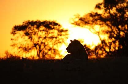 Background Information Human-lion conflict issues are widespread across Africa.