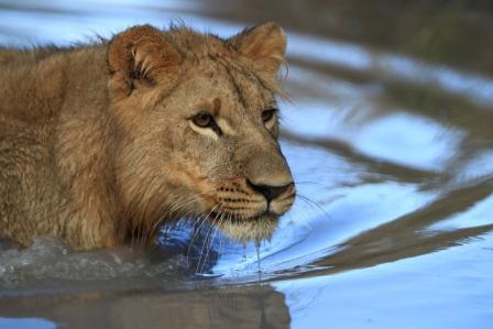 people. As a result, lions are viewed as dangerous pests and are destroyed through retaliatory killings or by Problem Animal Control departments.
