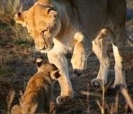org W: www.lionalert.org African Lion & Environmental Research Trust (UK) 39 St.