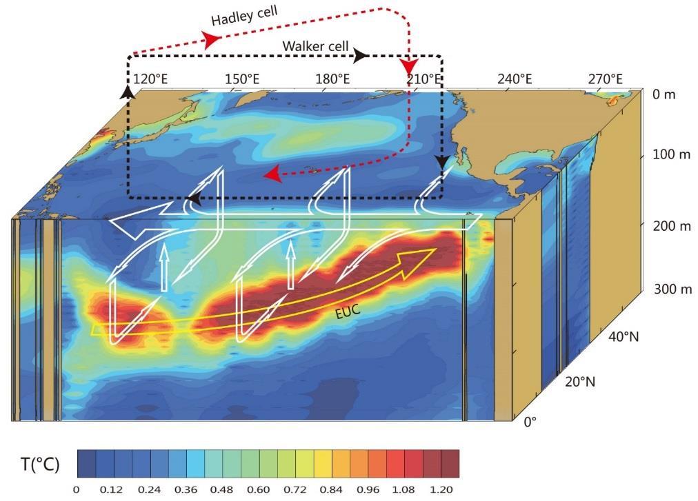 Depth (m) From Niño Regions to Niño Pipe 3-D structure of the Niño Pipe in the upper mixed layer of the Pacific Ocean. 0 T( C) 1.5-50 -100-150 -200-250 120 150 180 210 240 270 Longitude ( E) 0 0 1.