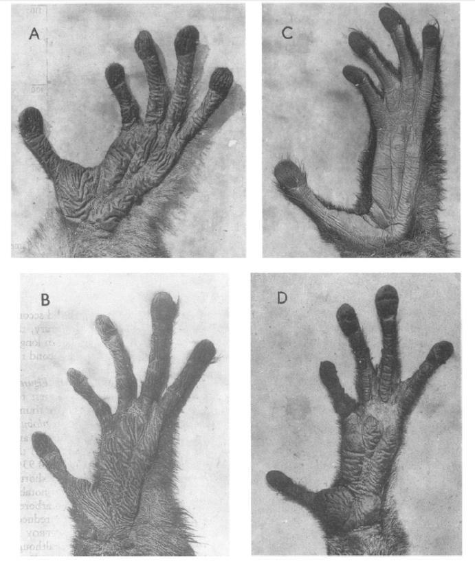 Overall, all primates grasp with their hallux for their feet, but their hands use a variety of postures in order to resist the torque of the CoM pulling the upper body backwards.