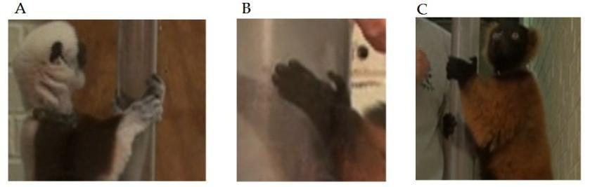 Figure 16: Examples of hand postures during VCG postures. A) P. verrauxi on the 6cm substrate, with hands in a grasping posture. B) V.