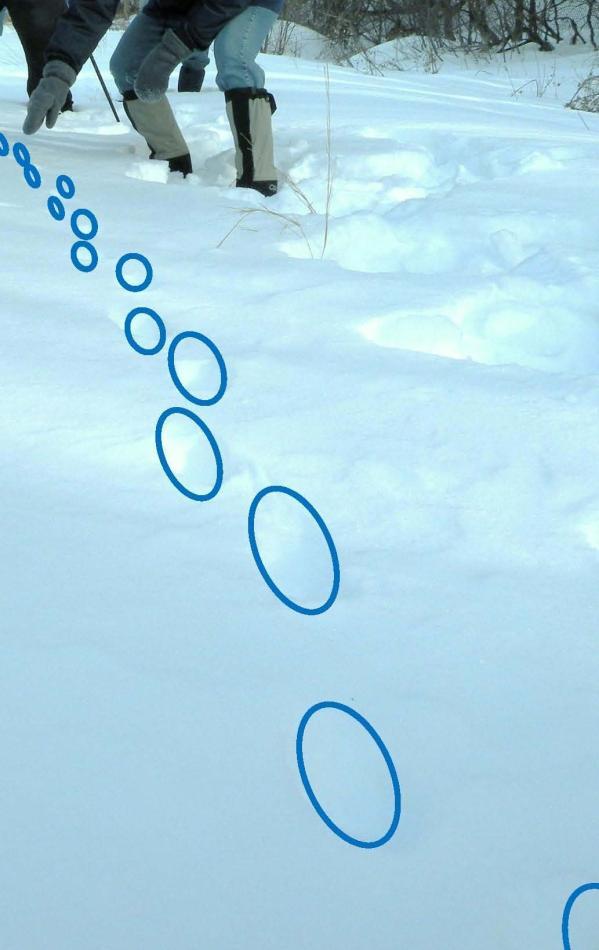 These fox tracks step perfectly, nearly in a straight line. Diagonal walkers walk very carefully and efficiently.