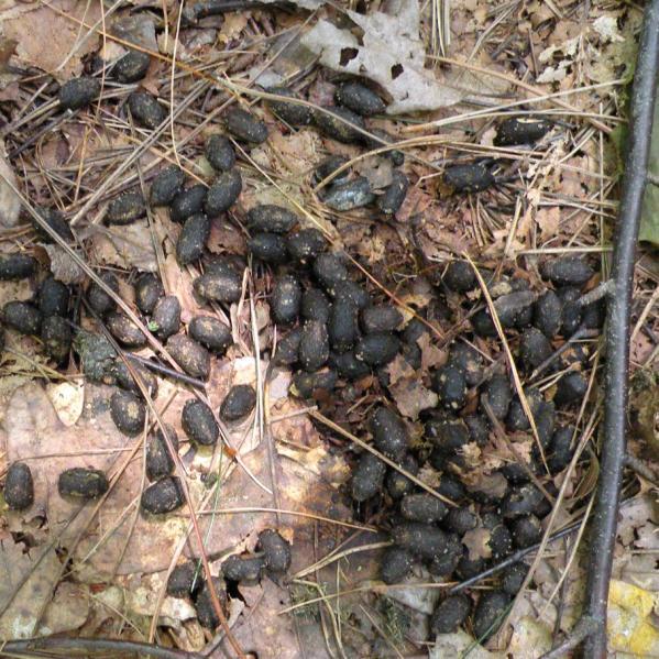 Scat! Scientists and outdoor enthusiasts alike get excited when they come across a peculiar piece of scat.