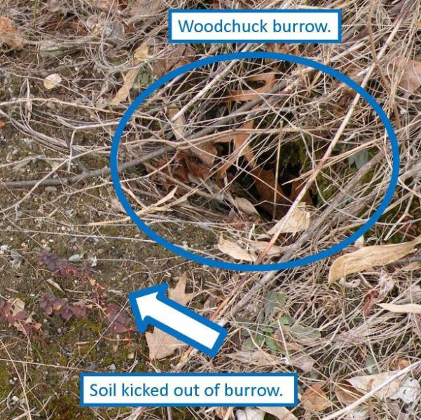 Other signs to look for, in addition to scat include: Trails through thickets and along the water s edge (mammals) Tunnels or channels in snow (rodents, insectivores) Tree cavities (rodents, birds)