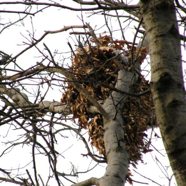 The nest-like drey of a gray squirrel. Squirrel dreys are often mistaken for bird nests.