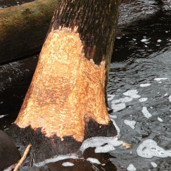 Beavers also use trees as a food source, dining on their inner-bark and cambium layers. Beavers are common along the Greenway.