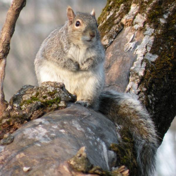 Gray squirrel.
