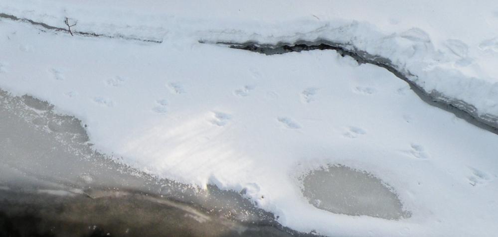 These tracks bound along the banks of the Concord River, a typical habitat for some weasel species, such as this mink. Bounders hop and leap along like a slinky traveling down stairs.