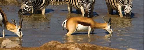 Competition can also happen among individuals of different species. Lions mainly eat large animals, such as zebras.