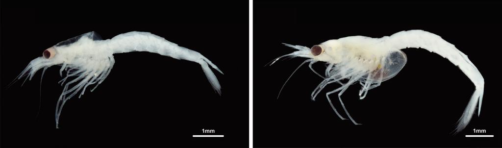 Hyemin Lee, Mijin Kim, Sung Joon Song, Won Kim on their inner ventral margin. The specimens were collected by light traps during high tide from a harbor in usan, Korea.